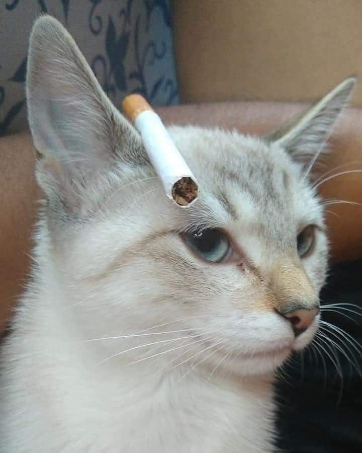 cat with cigarette